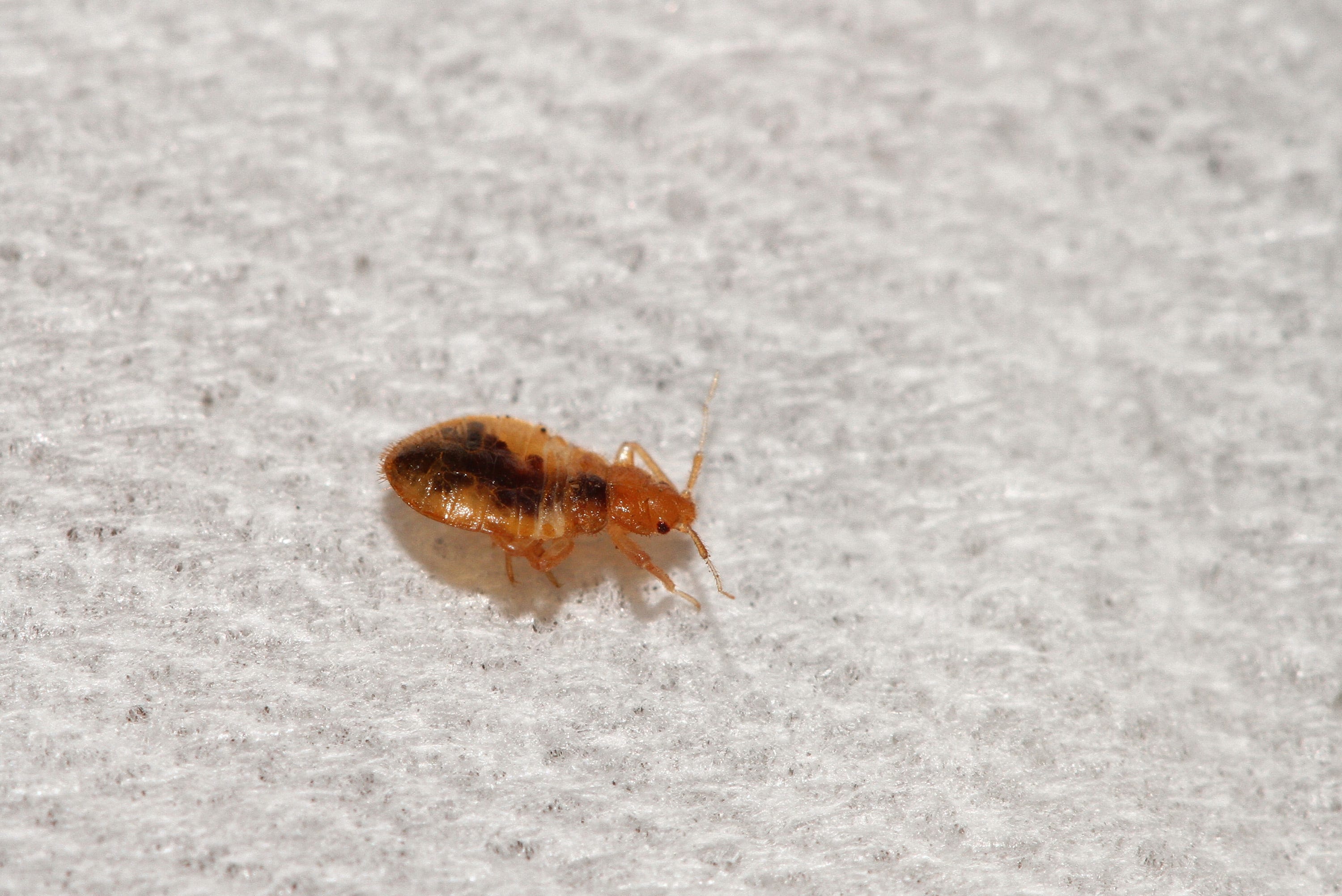 Dealing with bed bugs